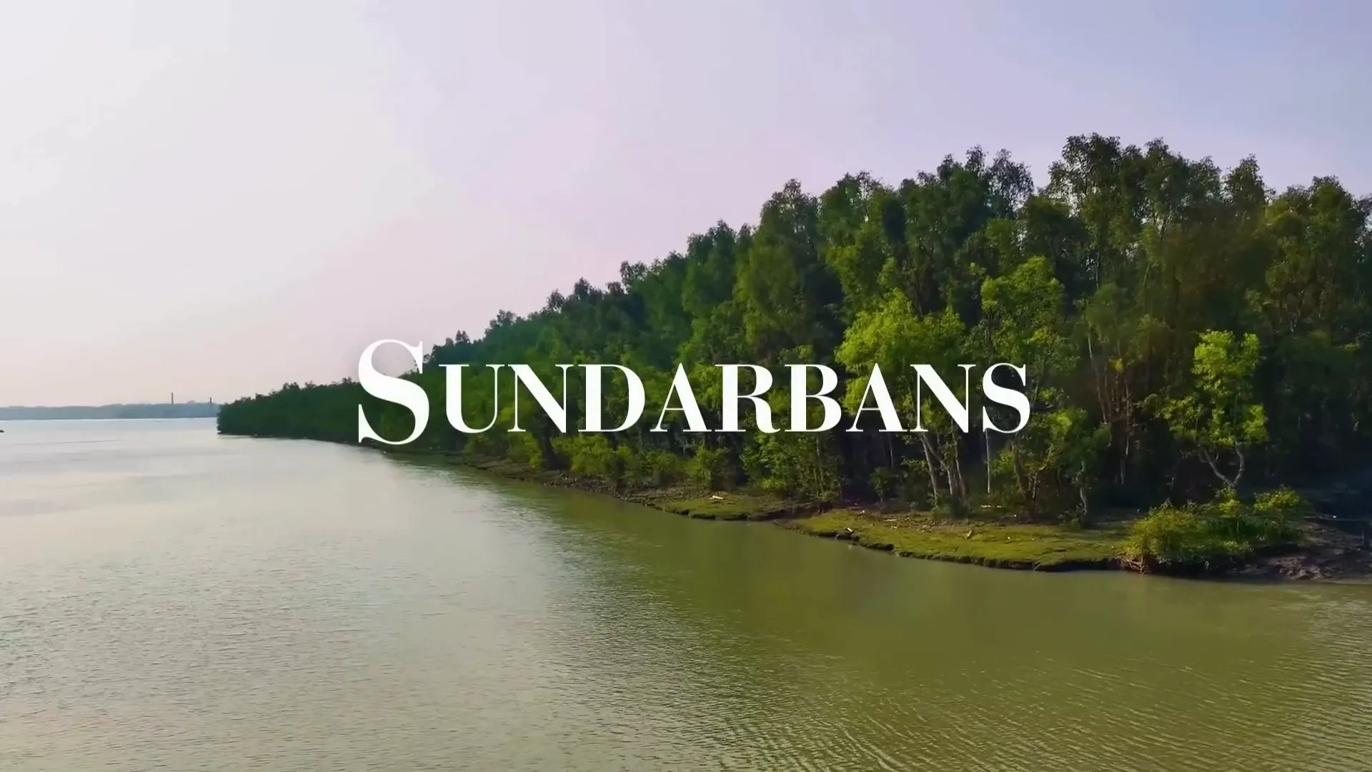 The lush mangrove forests of Sundarbans