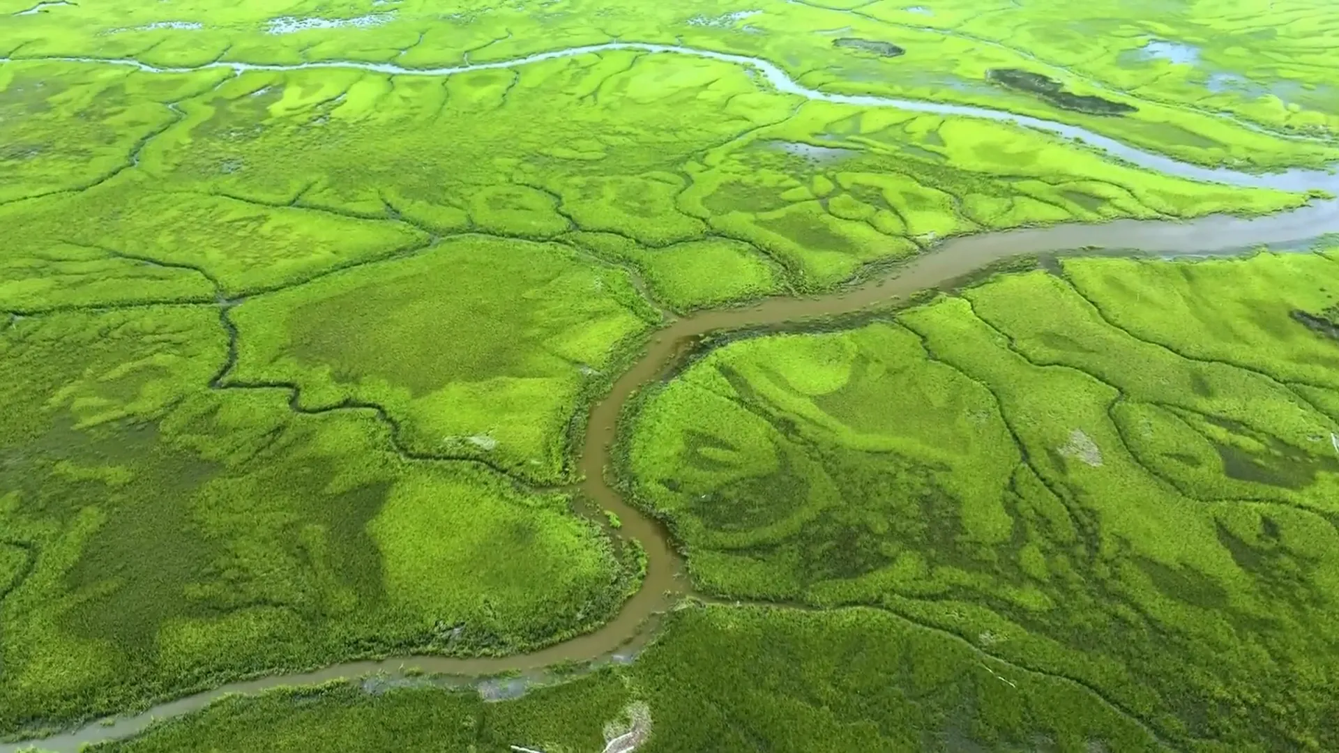 Wildlife in the Everglades