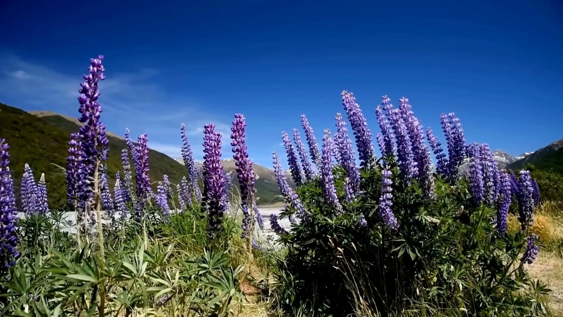 Vibrant lupines blooming by Lake Tekapo