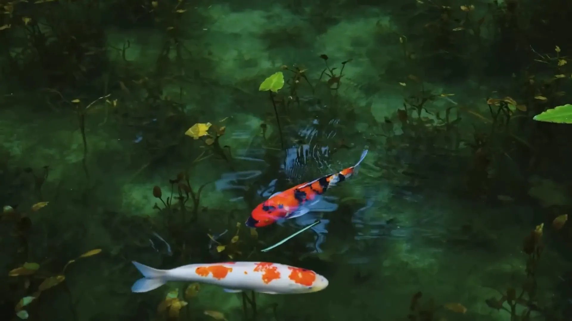 Monet's Pond with vibrant water lilies